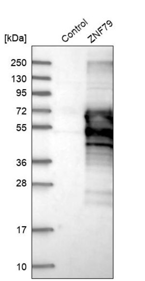 Merck Anti-ZNF79 antibody produced in rabbit