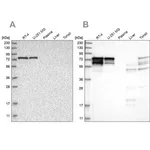 Merck Anti-PPP2R5D antibody produced in rabbit