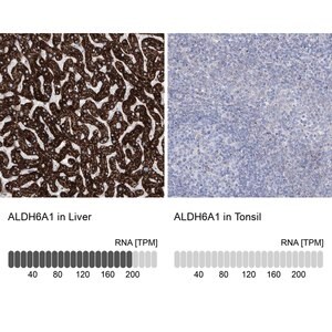 Merck Anti-ALDH6A1 antibody produced in rabbit