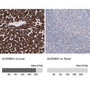 Merck Anti-ALDH6A1 antibody produced in rabbit