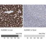 Merck Anti-ALDH6A1 antibody produced in rabbit