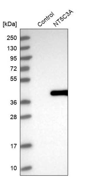 Merck Anti-NT5C3A antibody produced in rabbit