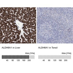 Merck Anti-ALDH6A1 antibody produced in rabbit
