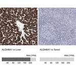Merck Anti-ALDH6A1 antibody produced in rabbit