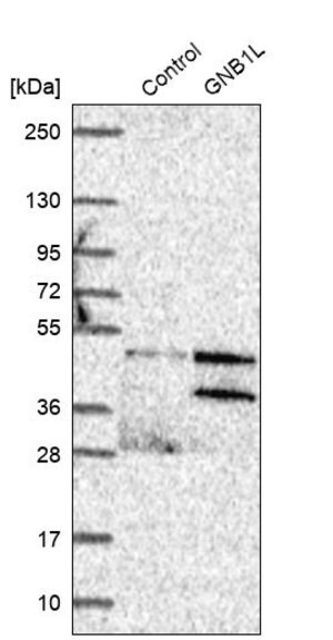 Merck Anti-GNB1L antibody produced in rabbit