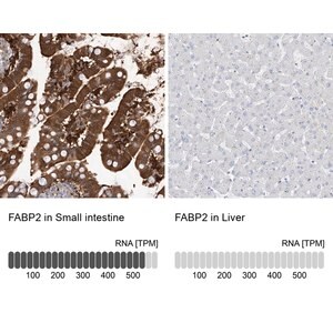 Merck Anti-FABP2 antibody produced in rabbit