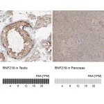 Merck Anti-RNF219 antibody produced in rabbit