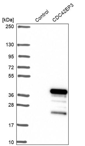 Merck Anti-CDC42EP3 antibody produced in rabbit