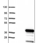 Merck Anti-CDC42EP3 antibody produced in rabbit