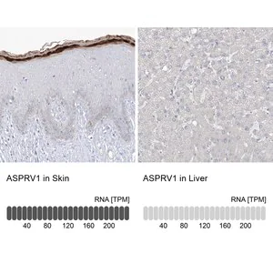 Merck Anti-ASPRV1 antibody produced in rabbit