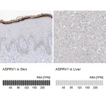 Merck Anti-ASPRV1 antibody produced in rabbit