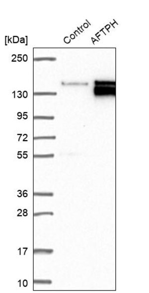 Merck Anti-AFTPH antibody produced in rabbit