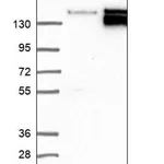 Merck Anti-AFTPH antibody produced in rabbit