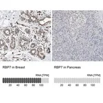 Merck Anti-RBP7 antibody produced in rabbit