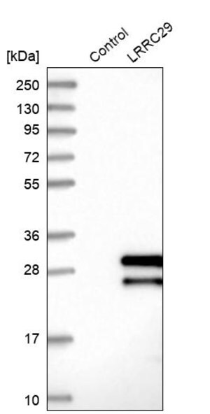 Merck Anti-LRRC29 antibody produced in rabbit
