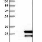 Merck Anti-LRRC29 antibody produced in rabbit
