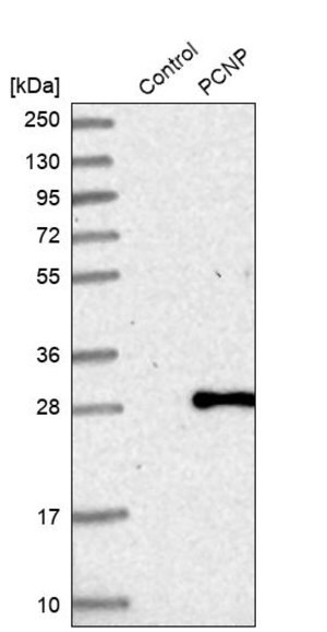 Merck Anti-PCNP antibody produced in rabbit