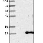 Merck Anti-PCNP antibody produced in rabbit