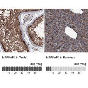 Merck Anti-MAPKAP1 antibody produced in rabbit