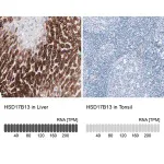 Merck Anti-HSD17B13 antibody produced in rabbit
