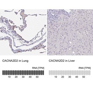 Merck Anti-CACNA2D2 antibody produced in rabbit