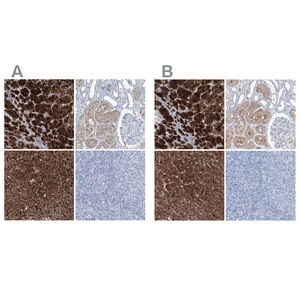 Merck Anti-RGN antibody produced in rabbit