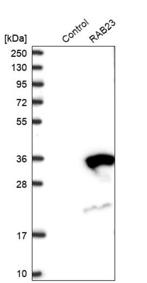 Merck Anti-RAB23 antibody produced in rabbit