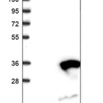 Merck Anti-RAB23 antibody produced in rabbit