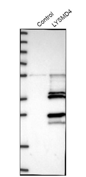 Merck Anti-LYSMD4 antibody produced in rabbit