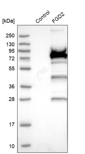 Merck Anti-FGD2 antibody produced in rabbit