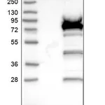 Merck Anti-FGD2 antibody produced in rabbit