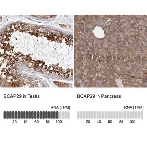 Merck Anti-BCAP29 antibody produced in rabbit