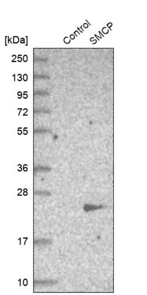 Merck Anti-SMCP antibody produced in rabbit