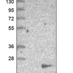 Merck Anti-SMCP antibody produced in rabbit