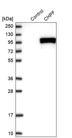 Merck Anti-CHPF antibody produced in rabbit