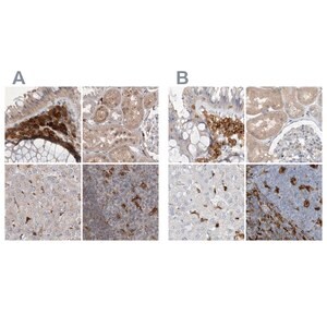Merck Anti-NAGK antibody produced in rabbit