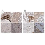 Merck Anti-NAGK antibody produced in rabbit