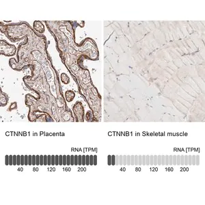 Merck Anti-CTNNB1 antibody produced in rabbit