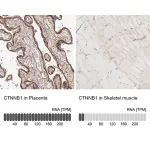 Merck Anti-CTNNB1 antibody produced in rabbit