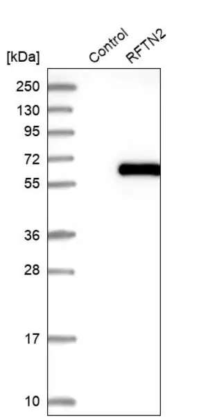 Merck Anti-RFTN2 antibody produced in rabbit