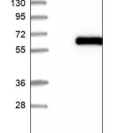 Merck Anti-RFTN2 antibody produced in rabbit