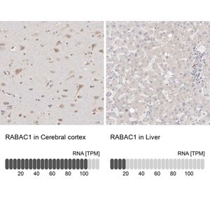 Merck Anti-RABAC1 antibody produced in rabbit