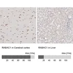 Merck Anti-RABAC1 antibody produced in rabbit