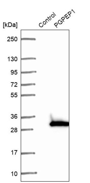 Merck Anti-PGPEP1 antibody produced in rabbit