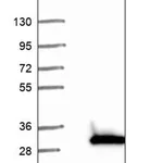 Merck Anti-PGPEP1 antibody produced in rabbit