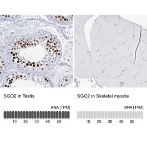 Merck Anti-SGO2 antibody produced in rabbit