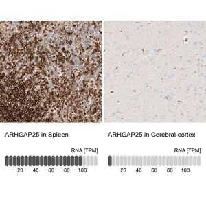 Merck Anti-ARHGAP25 antibody produced in rabbit