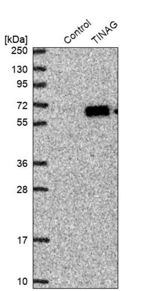 Merck Anti-TINAG antibody produced in rabbit