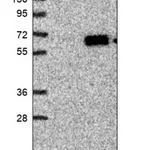 Merck Anti-TINAG antibody produced in rabbit
