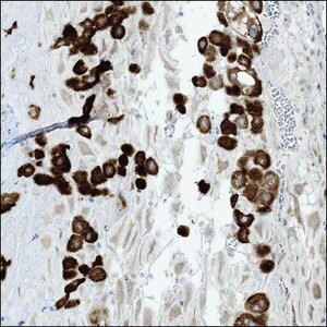 Merck Anti-LOXL3 antibody produced in rabbit